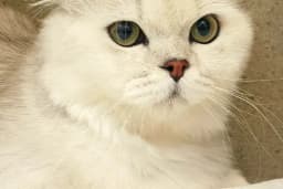 PETKİNG VETERİNER KLİNİĞİ DİYARBAKIR 7/24 ACİL