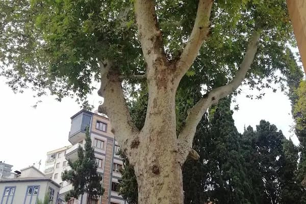 AK PARTİ AKÇAABAT İLÇE BAŞKANLIĞI - Siyasi Parti - Trabzon Ortahisar