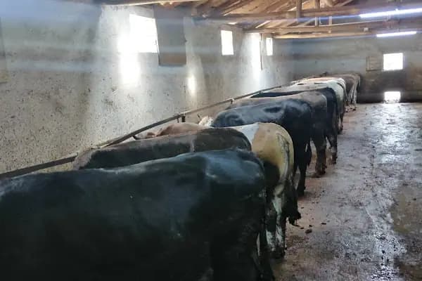 Çınar Besicilik Ve Kurbanlık - Üretici - Ankara Çamlıdere