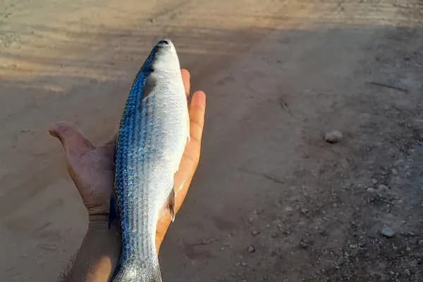 Kefal avi - Turistik Yer - Antalya Kaş