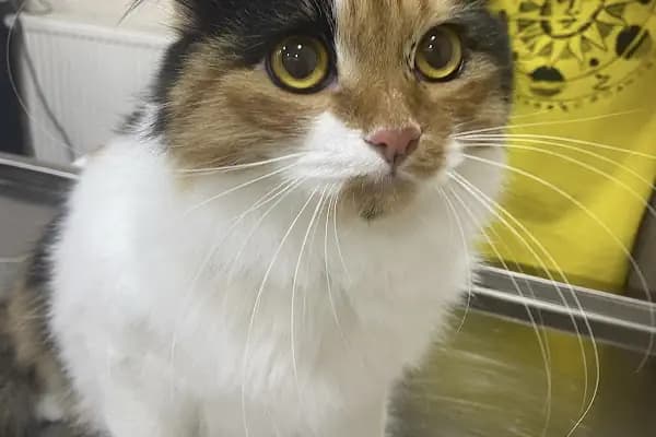 SevPati Veteriner Kliniği Mamak - Veteriner - Ankara Çankaya