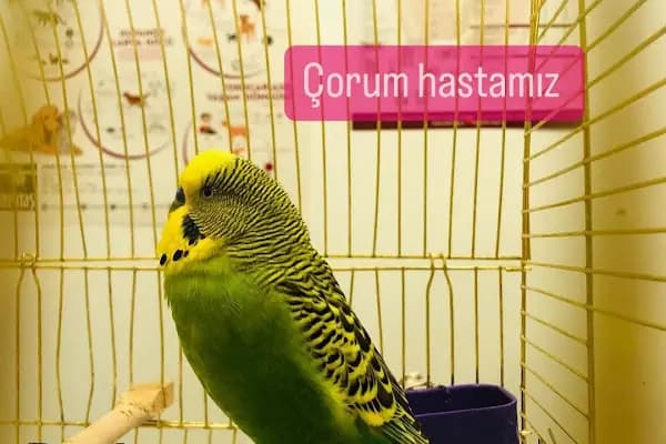 İHSAN ÖZER VETERİNER KLİNİĞİ -Kuş -Kedi -Köpek- Ankara kuş veterineri - Keçiören veteriner kliniği - Veteriner - Ankara Kalecik