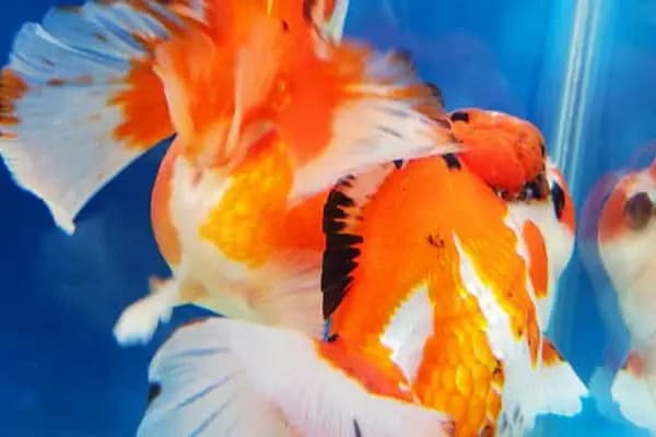 BERK ALP PETSHOP AKVARYUM - Akvaryum Mağazası - Balıkesir Dursunbey