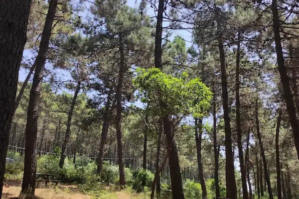 Göztepe Tabiat Parkı - Park - İstanbul Beykoz