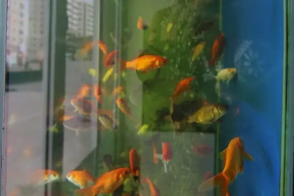 Seda Akvaryum &amp; Pet Shop - Evcil hayvan mağazası - Diyarbakır Bismil