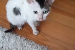 Gül Kuaför