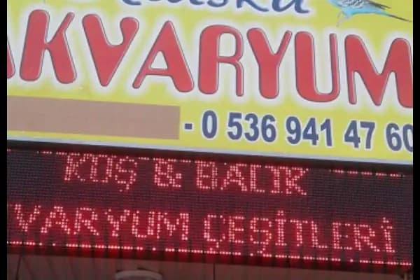 Konya sancak kosova mah alaska pet shop - Evcil hayvan mağazası - Konya Cihanbeyli