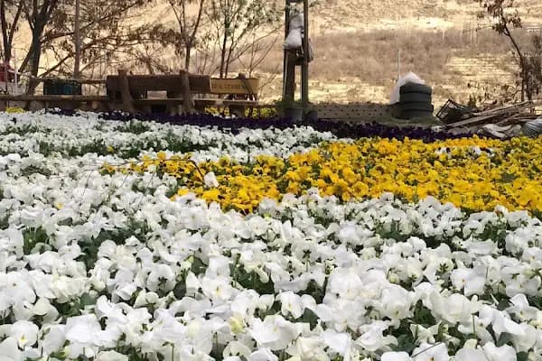 Uzundere Çiçekçilik - Çiçekçi - Erzurum Uzundere