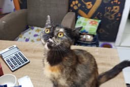 Cici PetShop