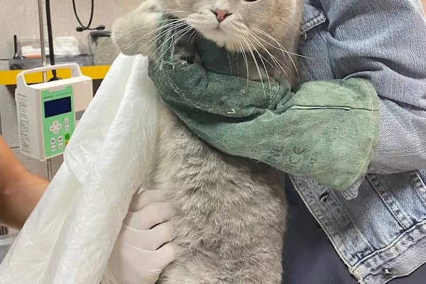 Karan Veteriner Kliniği - Veteriner - Mersin Mezitli