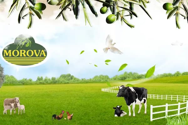 MOROVA - Kalorifer Yakıtı Tedarikçisi - Aydın Efeler