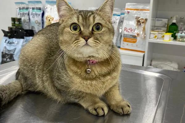 Salihli Yaşam Veteriner Kliniği - Veteriner - Manisa Ahmetli