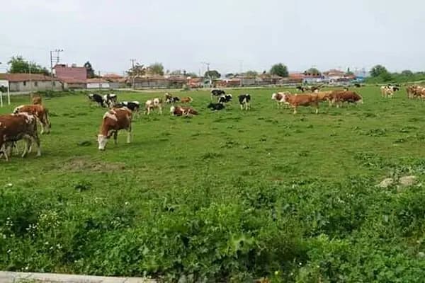 Tunca Kurbanlık Çiftliği - Büyükbaş Hayvan Çiftliği - Balıkesir Altıeylül