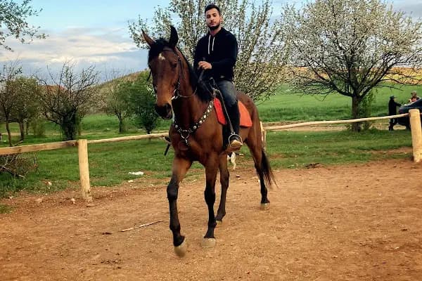 FERES BİNİCİLİK (ATLI SAFARİ TURU) - At Binme Hizmeti - Ankara Altındağ