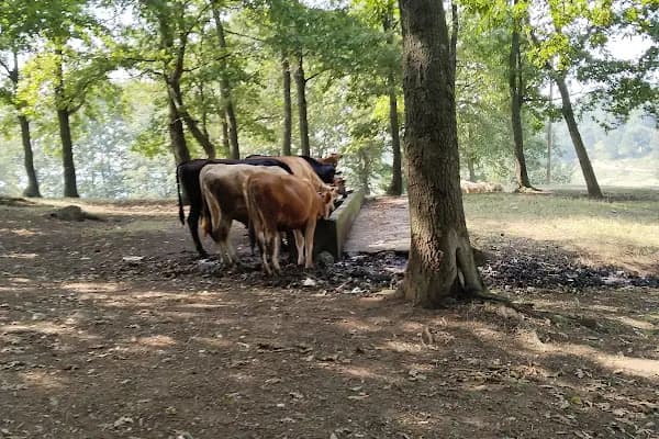 Serdivan Tepe Dağ Bisikleti Parkuru - Bisiklet Parkı - Sakarya Pamukova