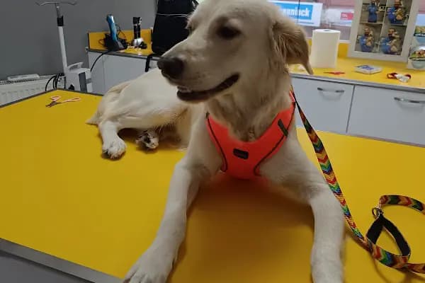 Petstory Veteriner Kliniği 7/24 Küçükçekmece - Veteriner - İstanbul Bakırköy