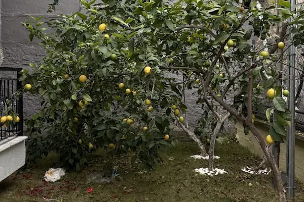 Dalyan Otel - Turistik Pansiyon - İzmir Buca