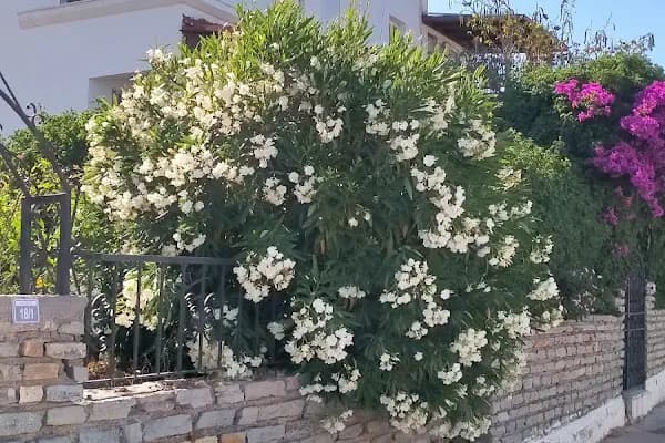 Bağla Sitesi (BAĞLA KOYU EVLERİ) - Konut Geliştirme - Muğla Bodrum