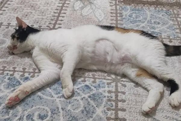 Venüs Veteriner Polikliniği - Veteriner - İzmir Aliağa