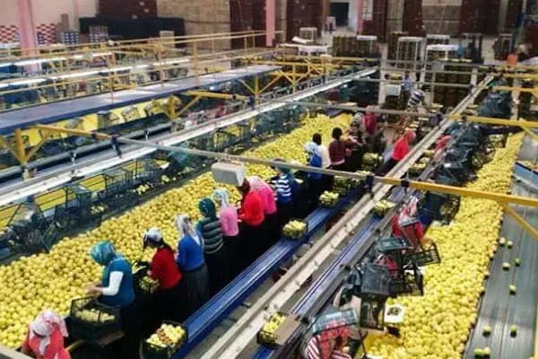 Polat Narenciye (Polat Citrus Industry) - Gıda Pazarı - Mersin Anamur