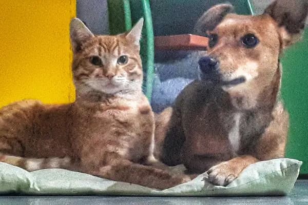 Badiko Petshop - Evcil Hayvan Malzemeleri Mağazası - Muğla Fethiye