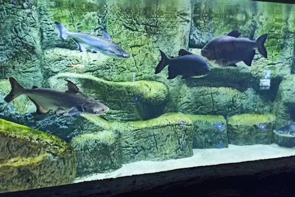 Aqua Vega Akvaryum - Akvaryum - Ankara Beypazarı