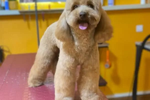 Turgutreis Pet Kuaför - Evcil Hayvan Kuaförü - Muğla Bodrum