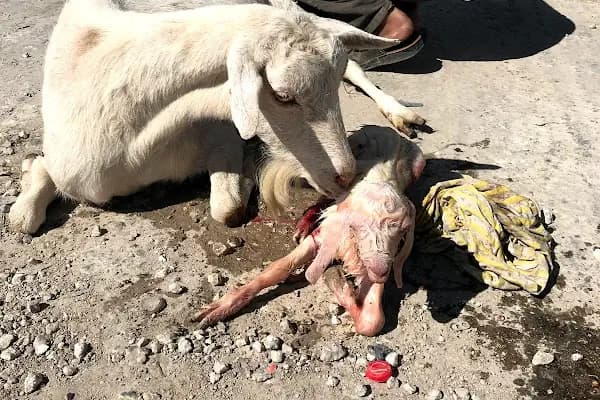 Genç Veteriner Klingi Uğraklı Mah. Akçakale/Şanlıurfa - Hayvan Hastanesi - Şanlıurfa Haliliye