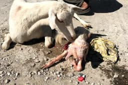 Genç Veteriner Klingi Uğraklı Mah. Akçakale/Şanlıurfa