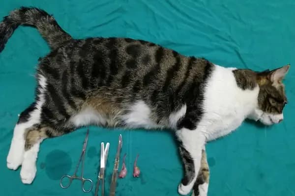 Nizip Veteriner Kliniği - Veteriner - Gaziantep Nizip