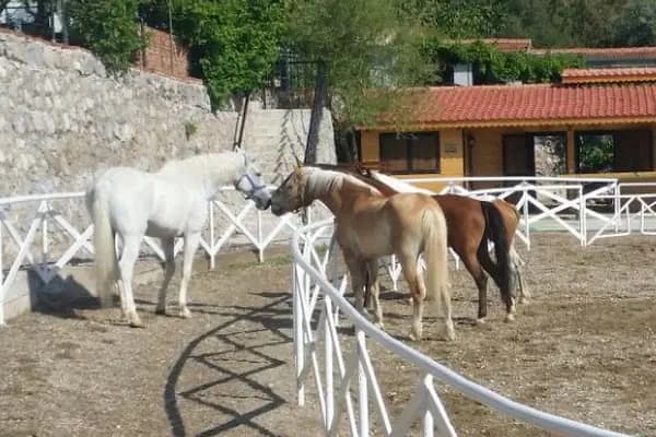 Reçine At Çiftliği - At Binme Hizmeti - İzmir Balçova