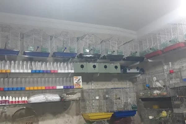 Şanlıurfa Muhabbet Kuşu Üretim - Kuşçu - Şanlıurfa Haliliye