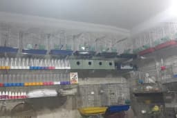 Şanlıurfa Muhabbet Kuşu Üretim