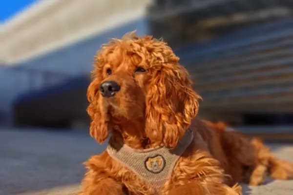 Kuzey Veteriner Kliniği - Veteriner - Samsun Atakum