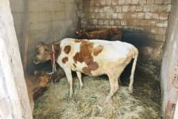 NUR VETERİNER KLİNİĞİ