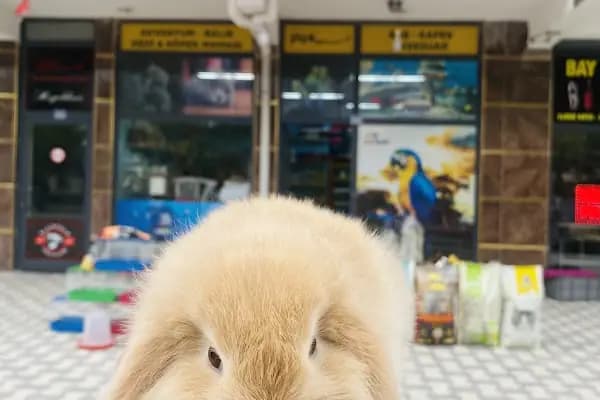 TIFIL PETSHOP - Evcil hayvan mağazası - Konya Karatay