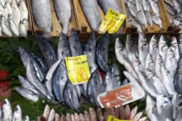 Karadeniz balikcilik - Balıkçı - Tekirdağ Çerkezköy