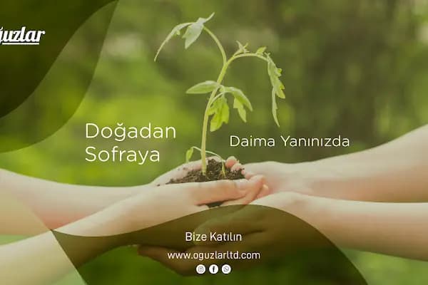 Oğuzlar Sebze Meyve - Sebze ve Meyve Toptancısı - Kocaeli Başiskele