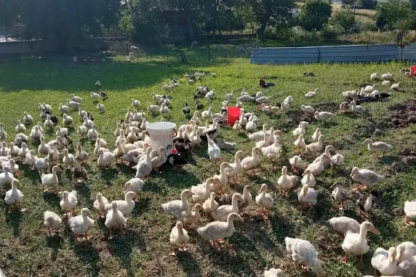 İstanbul Tavuk Cifliği - Kümes Hayvanları Çiftliği - İstanbul Esenyurt