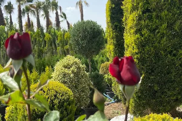 İpekyol Peyzaj Çiçek Ve Fidancılık. - Bahçe ürünleri satış merkezi - Gaziantep Nizip