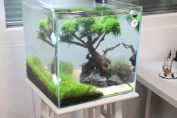 Green Glass | Nature Aquarium