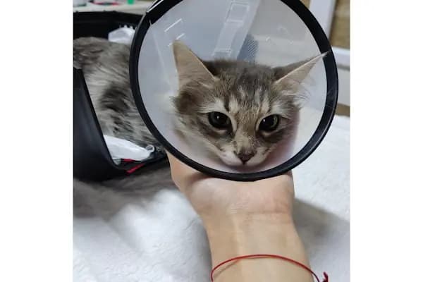 Bosna Falvara Veteriner Kliniği - Veteriner - Konya Karatay