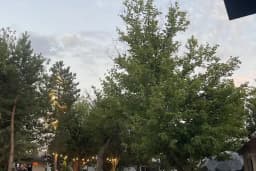 Alissa Çamlık Restaurant