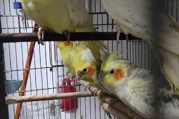 Nizip hobihanem - Evcil hayvan mağazası - Gaziantep Şehitkamil