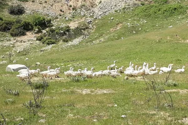 Dört yiğitler kaz ve hayvan çiftliği - Büyükbaş Hayvan Çiftliği - Bursa Gürsu