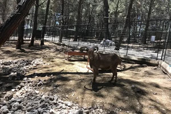 Kumluca Sarnıç Tepesi Hayvanat Bahçesi - Hayvanat Bahçesi - Antalya Kepez