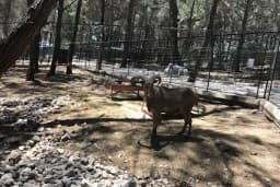Kumluca Sarnıç Tepesi Hayvanat Bahçesi