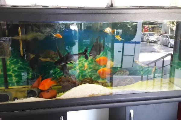 ALİAĞA PETSHOP - Akvaryum Mağazası - İzmir Konak