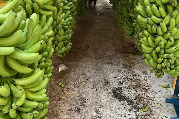 Baki Tarım Ürünleri - Meyve Sebze Satış Yeri - Mersin Anamur