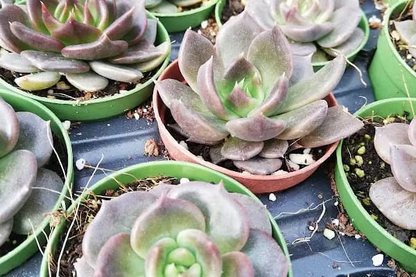 Tanyeri Fidancılık Meyve Fidanı İzmir zeytin fidanı succulent sukkulent - Fidan Toptancısı - İzmir Bayındır